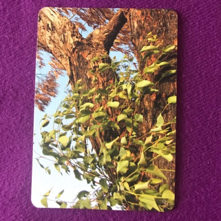 Метафорические карты 