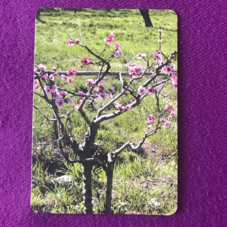 Метафорические карты 