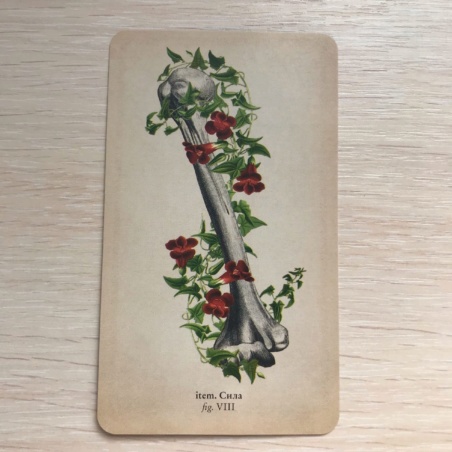 Таро Античной Анатомии