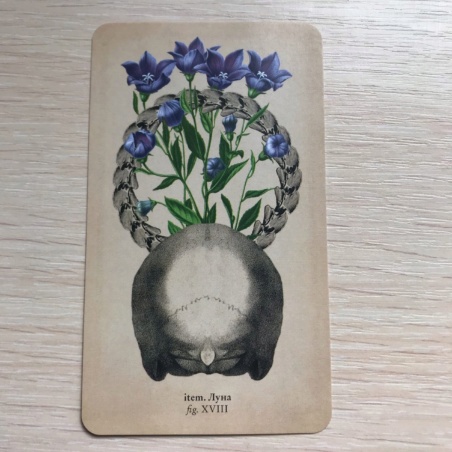 Таро Античной Анатомии