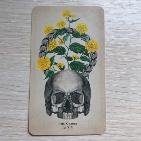 Таро Античной Анатомии