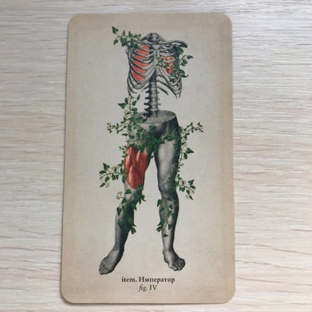 Таро Античной Анатомии