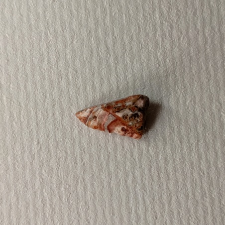 Яшма леопардовая галтовка 1 см.